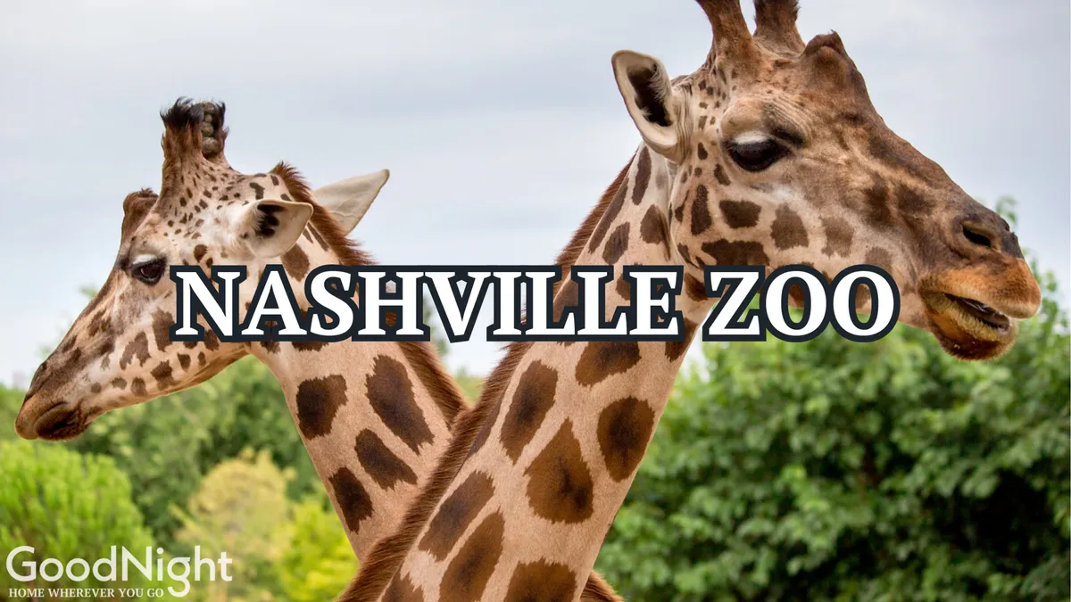 A joyful outdoor scene featuring two giraffes standing amidst lush greenery at the Nashville Zoo. The setting is bright and inviting, perfect for family outings and close encounters with animals. The background suggests a spacious zoo environment ideal for both children and adults to explore together.